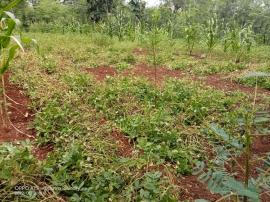 Sebagian Petani Kalurahan Bendungan Mulai Panen Kacang Tanah